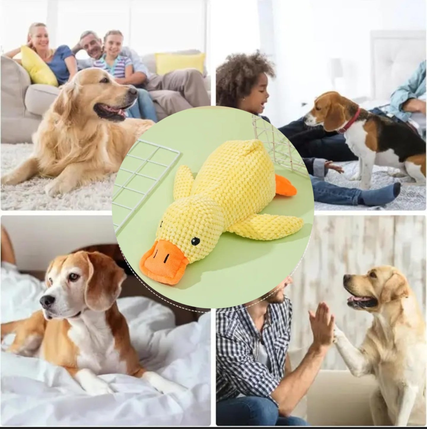 Quaki die Ente