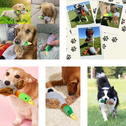 Quaki die Ente – Interaktives Hundespielzeug mit Sound