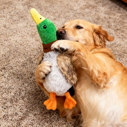 Quaki die Ente – Interaktives Hundespielzeug mit Sound